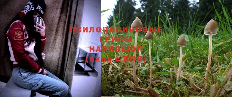 купить наркоту  кракен сайт  Галлюциногенные грибы Magic Shrooms  Звенигород 